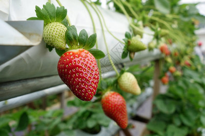 草莓种植树枝上的水果