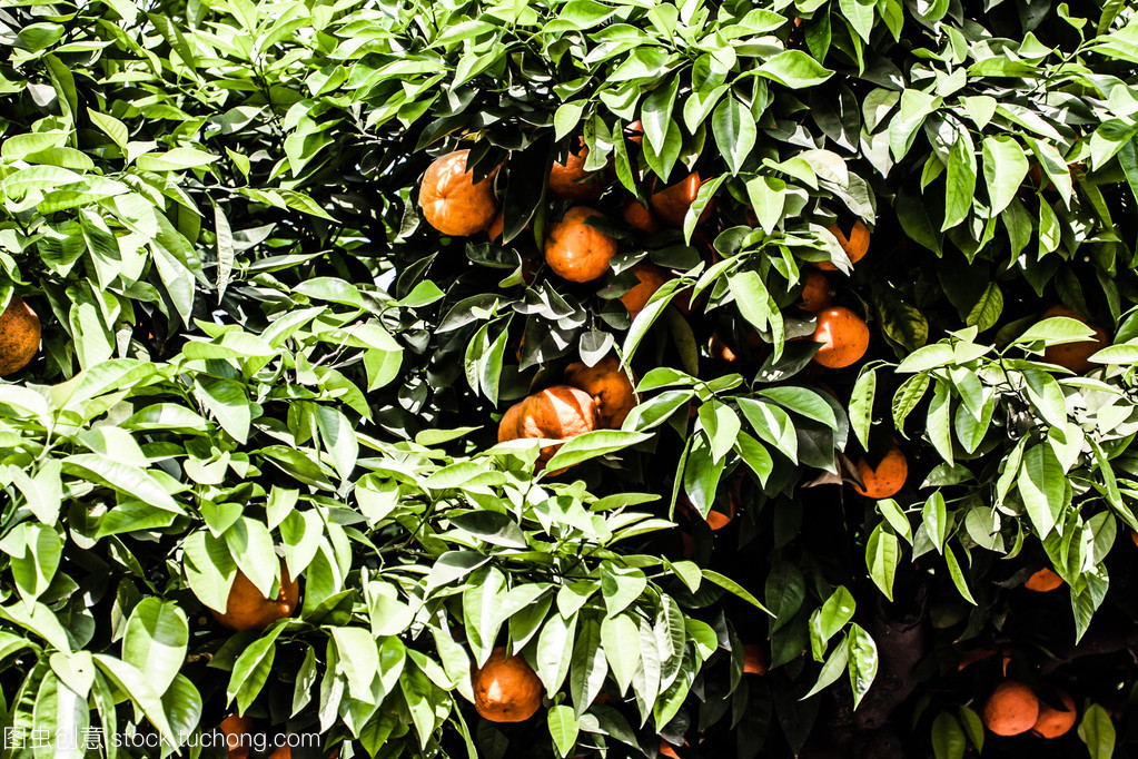 桔树种植园,泰国的水果