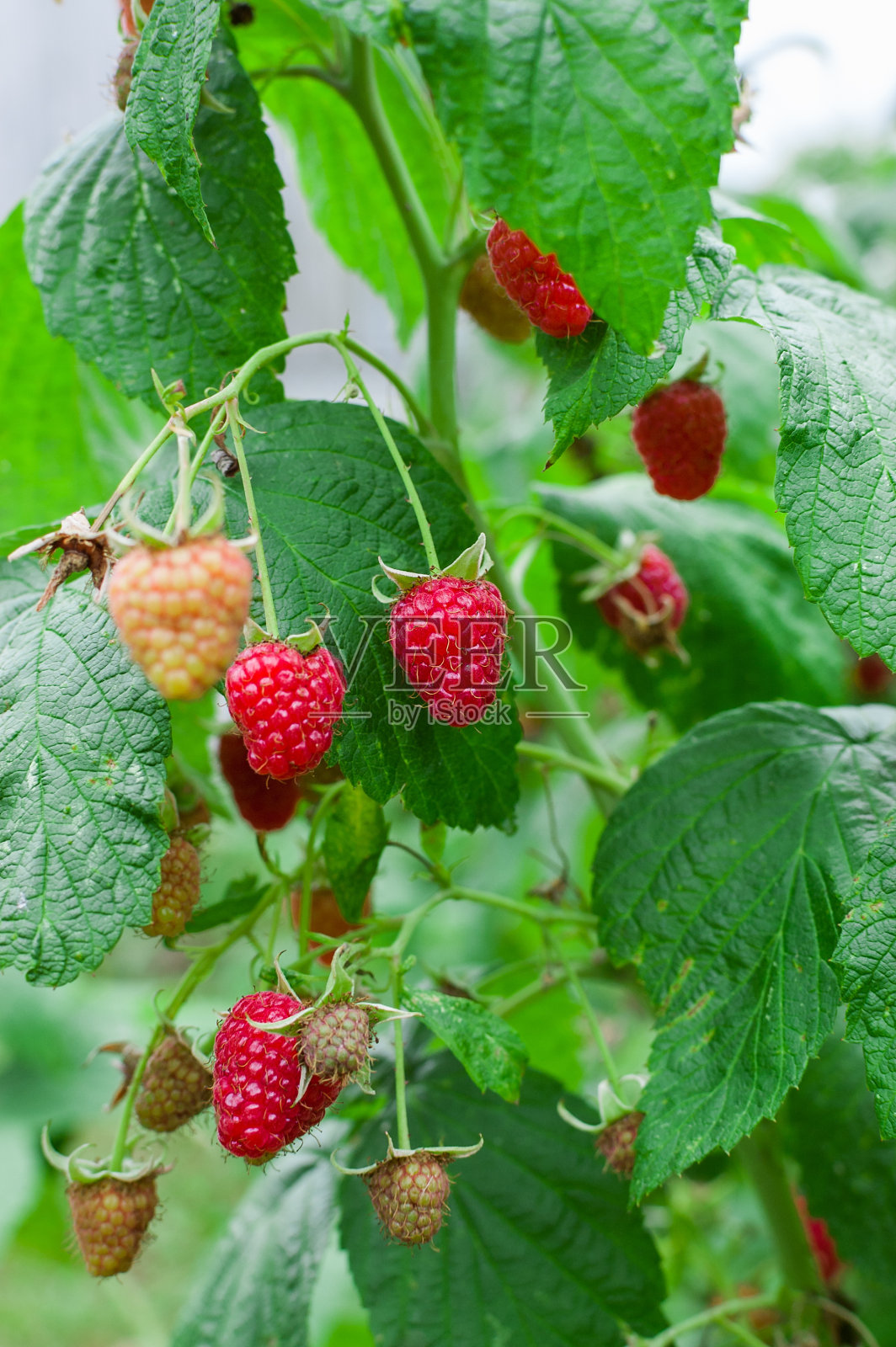 树莓布什。在水果园里种植浆果照片摄影