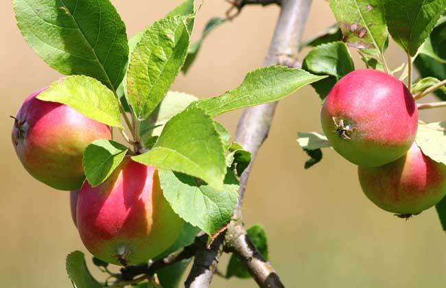 苹果的种植条件_水果种植网 - 撒哈拉