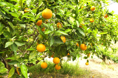 种植园,橙子,水果,有机食品,熟的