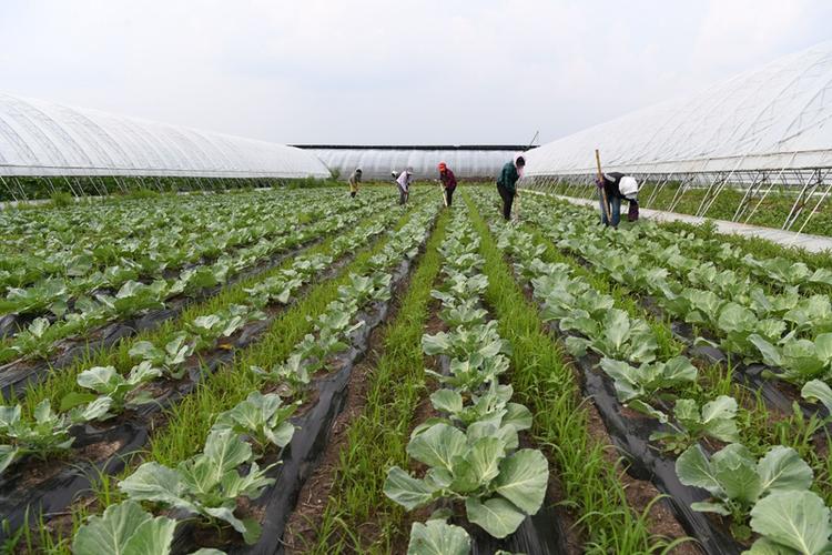 黑龙江望奎:果蔬园区助农脱贫增收