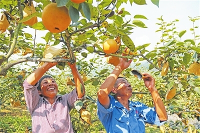 振兴|江北:发展特色水果产业"美丽生态"激活"美丽经济"
