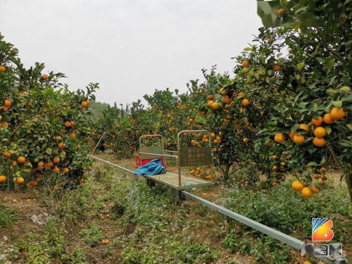 博白这个水果种植大镇,近百亩红橙迎来大丰收 不要门票任摘任吃 好玩到飞起