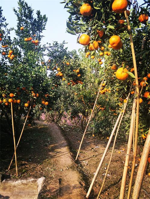 椪柑,柑橘中的“潜力股”,来听听高产种植户怎么说!
