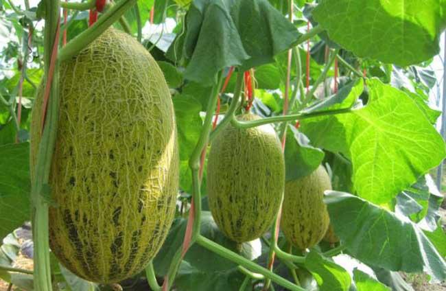 哈密瓜种植技术 - 水果种植 - 黔农网