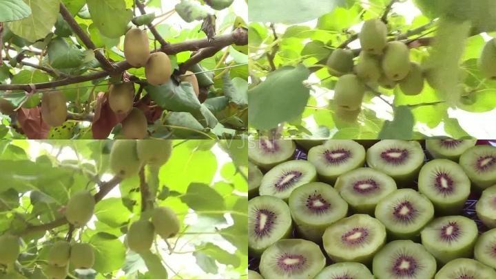 水果弥猴桃种植采摘农业农副产品视频素材