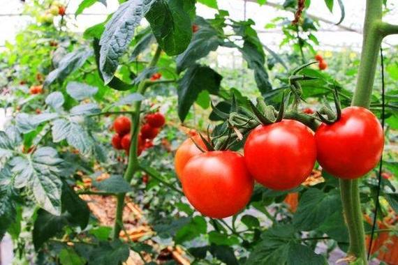 2018种番茄赚钱吗番茄种植的利润与投资成本及前景预测